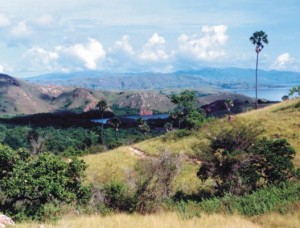 Padang Savana Habitat Komodo