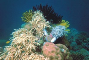 bawah-laut-taman-nasional-cendrawasih