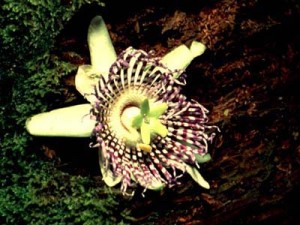 Bunga Konyal (Passiflora edulis)