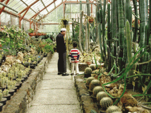 Koleksi kaktus Kebun Raya Cibodas terdiri atas 99 jenis.