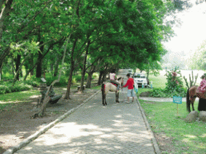 Berkuda keliling Kebun Raya Purwodadi.