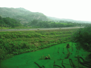 hijaunya sawah di tanah Priangan menemani perjalanan dengan Kereta Argo Gede, Jakarta-Bandung.
