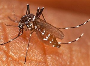 NYAMUK ANOPHELES: Nyamuk penyebab sakit malaria